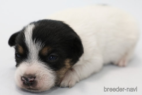 成約済の神奈川県のジャックラッセルテリア-281315の4枚目